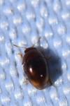 Stilbus testaceus