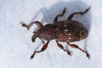 Hylobius transversovittatus