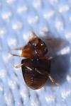 Stilbus testaceus