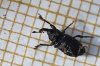 Notaris acridulus