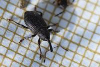Notaris acridulus