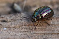 Chrysolina americana