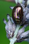Chrysolina americana