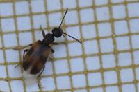 Anthicus antherinus