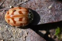 Harmonia quadripunctata