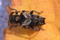 Pogonocherus hispidus