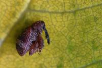 Anthonomus