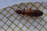 Paradromius linearis