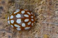 Sospita vigintiguttata