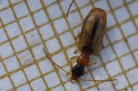 Demetrias atricapillus