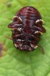Chrysolina staphylaea