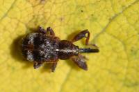 Anthonomus