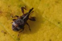 Anthonomus