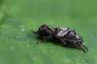 Pogonocherus hispidus