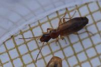 Paradromius linearis
