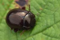 Chrysolina staphylaea