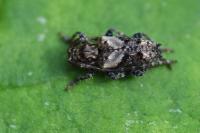 Pogonocherus hispidus