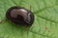 Chrysolina staphylaea