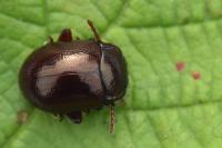 Chrysolina staphylaea