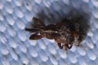 Anthonomus