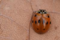 Adalia decempunctata