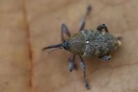 Curculio