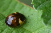 Adalia decempunctata