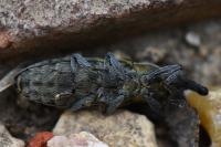 Lixus filiformis