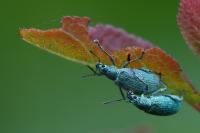 Polydrusus planifrons