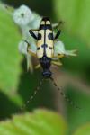 Rutpela maculata
