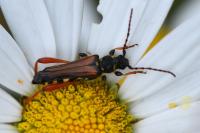 Stenopterus rufus