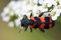Trichodes alvearius