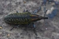 Lixus filiformis