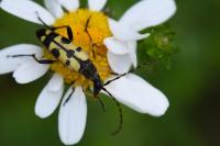 Rutpela maculata