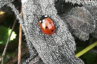 Coccinella septempunctata