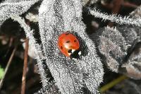 Coccinella septempunctata