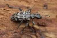 Rhagium inquisitor