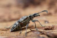 Rhagium inquisitor