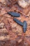 Uleiota planatus