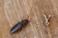 Uleiota planatus