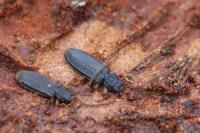 Uleiota planatus