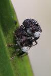 Cionus scrophulariae