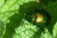 Chrysolina herbacea