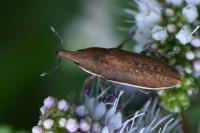 Lixus ochraceus