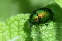 Chrysolina herbacea