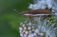 Lixus ochraceus