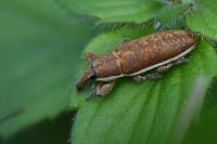 Lixus ochraceus