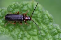 Cantharis flavilabris