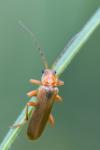 Cantharis