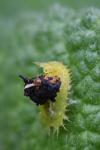 Cassida